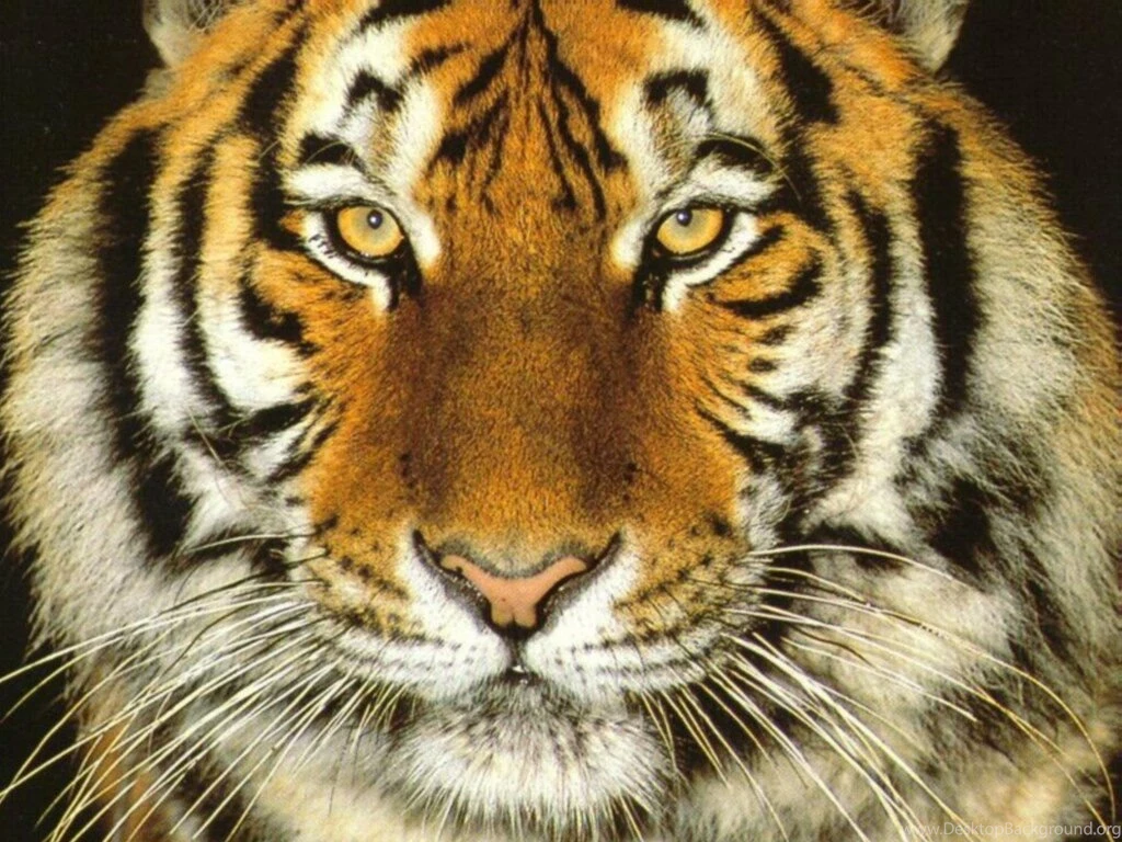 Tiger Face Wallpapers