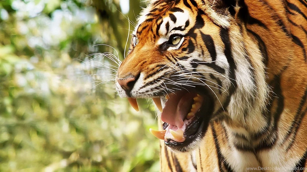 Full HD 1080p Big Cat Wallpapers HD, Desktop Backgrounds 1920x1080