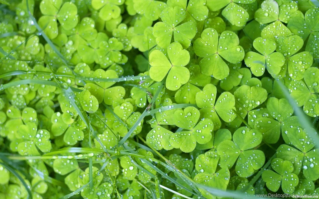 Green Flowers Wallpapers HD Pictures