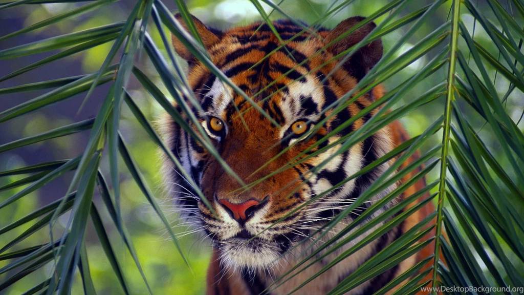 Download Wallpapers 3840x2160 Tiger, Face, Leaves, Look, Striped 4K ...
