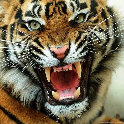 Angry Tiger Face Pictures