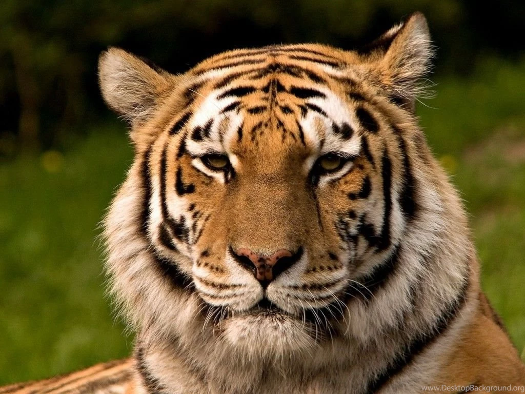 Tiger 01 1024x768.jpg