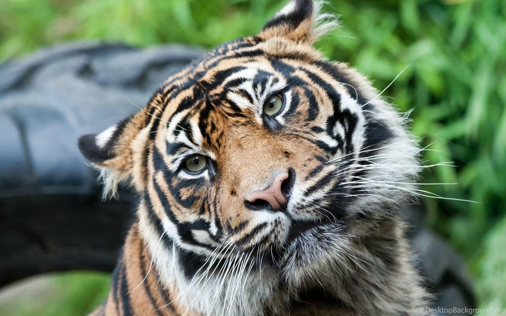 Tiger Face Wallpapers