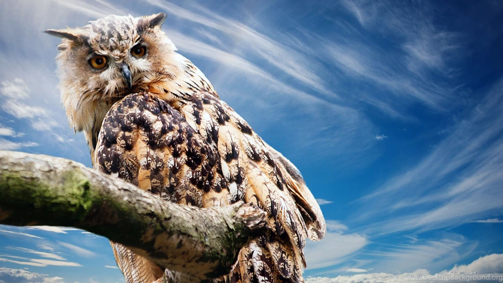 Animals Wallpapers