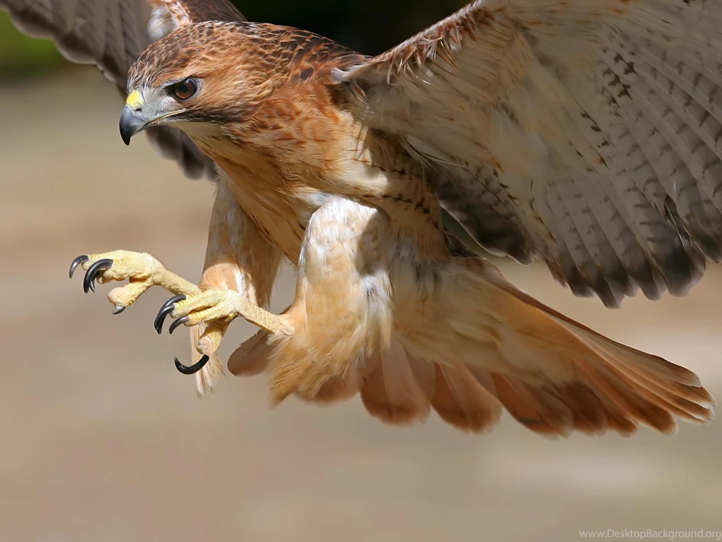36305 Animal HD Wallpapers