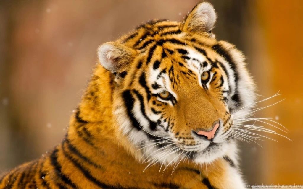 Siberian Tiger Wild Animal HD Desktop Wallpapers : Widescreen ...