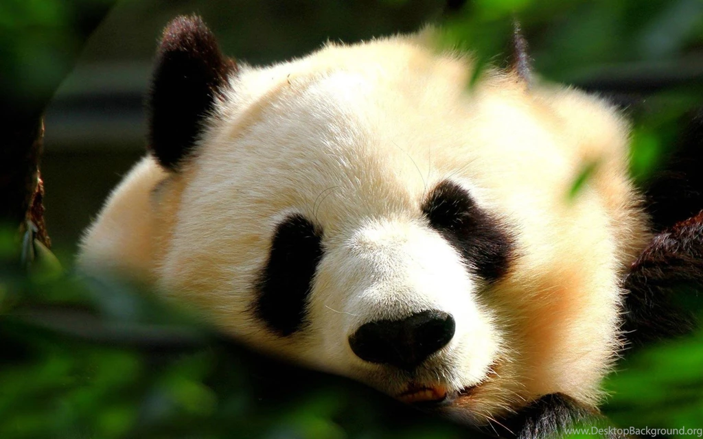 Animals Wallpapers Hd Widescreen Hd Wallpapers 1534297