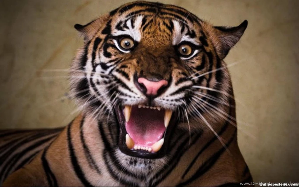 Tiger Full HD Wallpapers Search Page 9