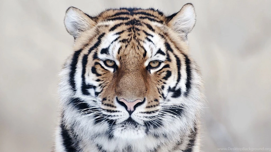 Siberian Tiger Face Wallpaper.