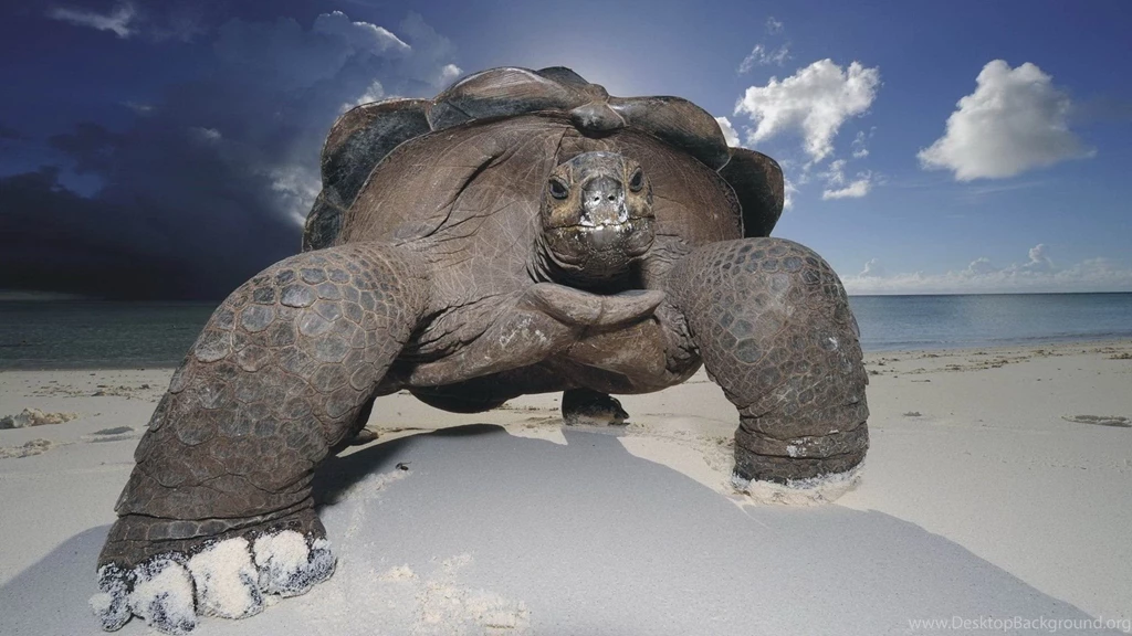 Best Animal Wallpapers