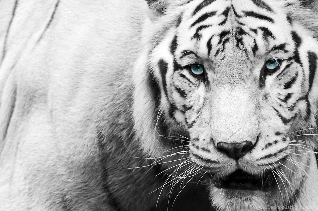 Tiger Wallpapers