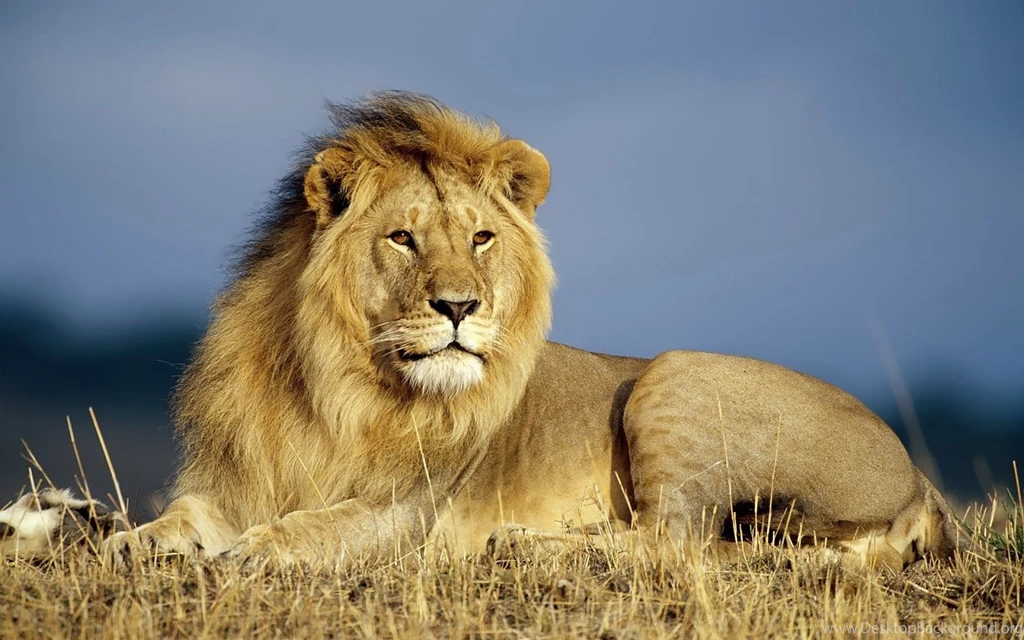 Animal