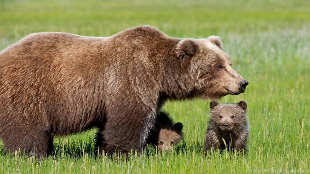Animal Wallpapers Best Animal Wallpapers Best Animal Wallpapers ...