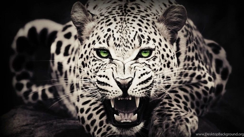 Best Animal Backgrounds Wallpapers HD Free Nice With Photos Of Best ...