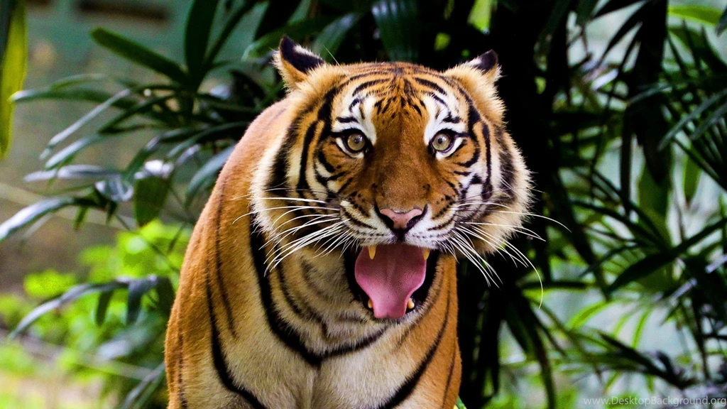 Download Wallpapers 3840x2160 Tiger, Face, Teeth, Anger, Aggression ...