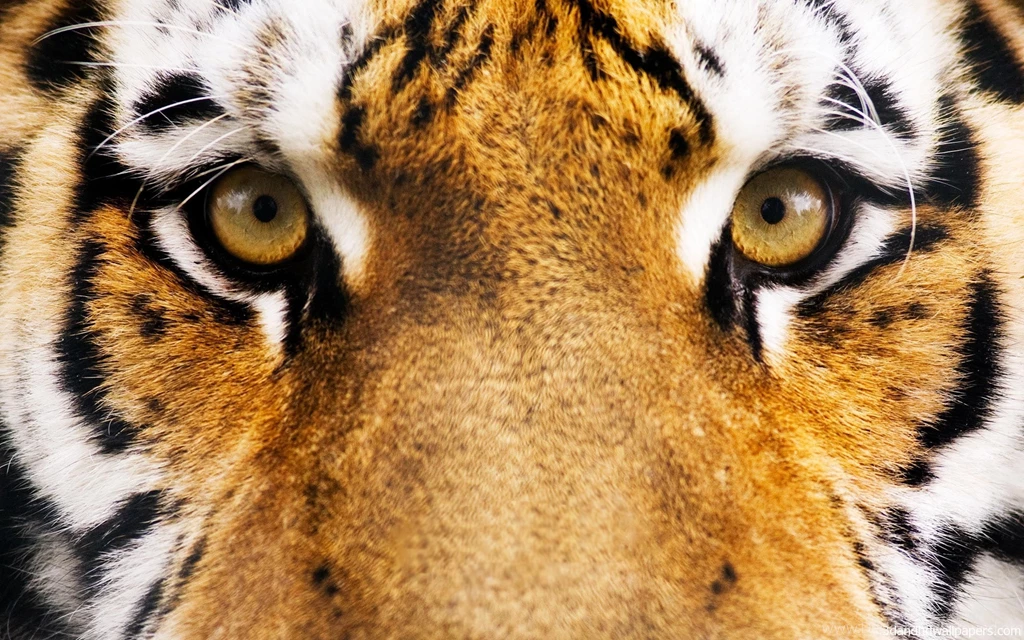 Tiger Face HD Wallpapers   3DandHDWallpapers.com3DandHDWallpapers.com