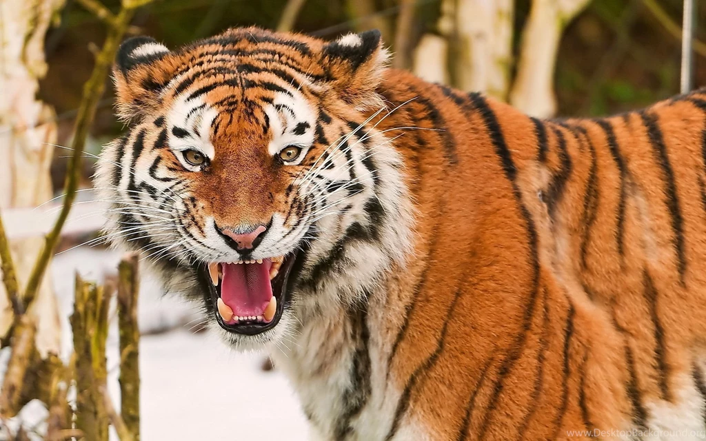 Tiger Wallpapers