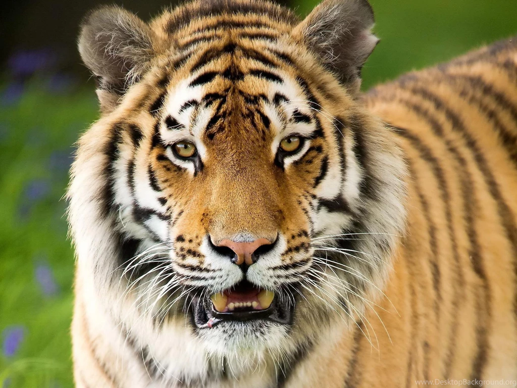 Top Tiger Aggression Face Mouth Images For Pinterest