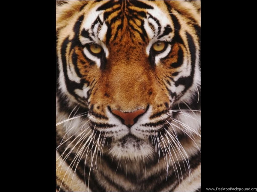 Bengal Tiger Quotes. QuotesGram
