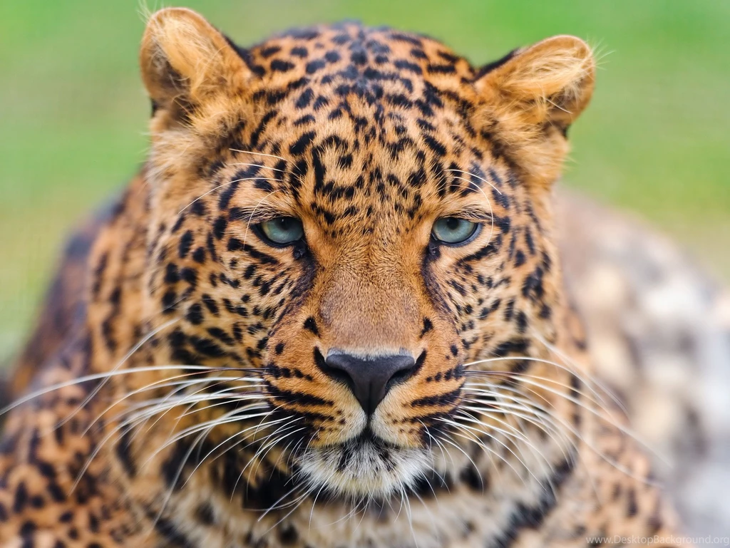 Tigers Tiger Face Eyes Wallpapers Hd Widescreen Free ...