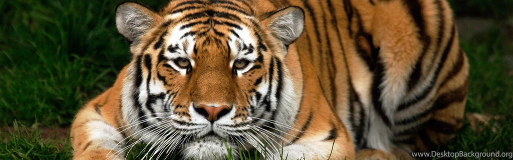 Download Wallpapers 3840x1200 Tiger, Face, Big Cat, Carnivore, Walk ...
