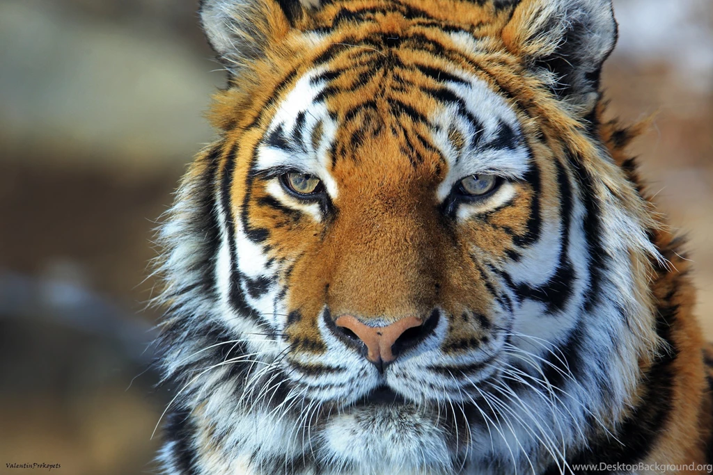 Amur Tiger Tiger Wild Cat Predator Face Portrait Wallpapers ...