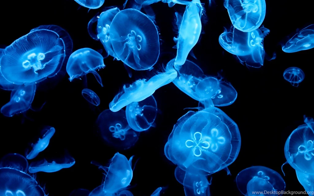 129 Jellyfish HD Wallpapers