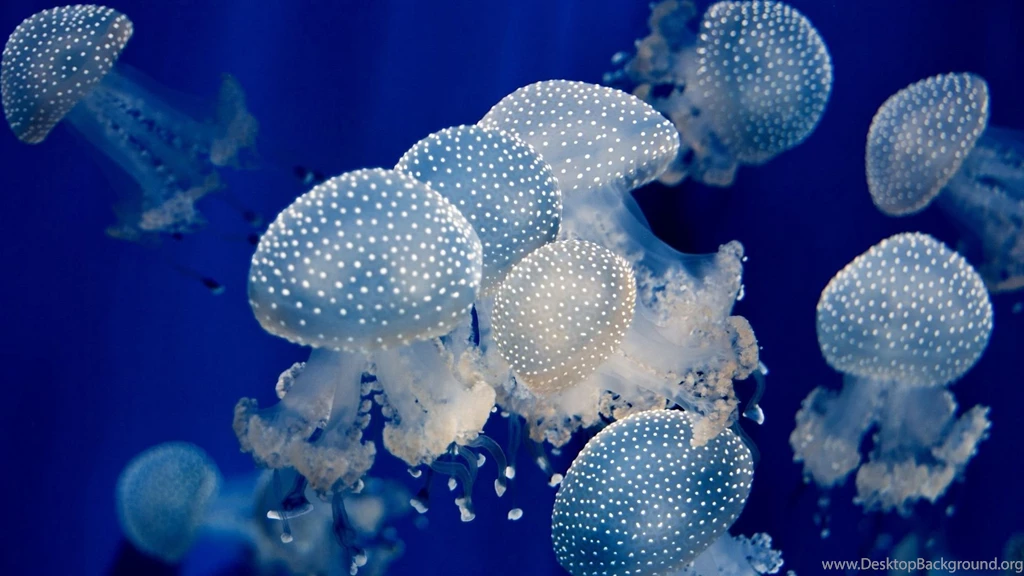 129 Jellyfish HD Wallpapers