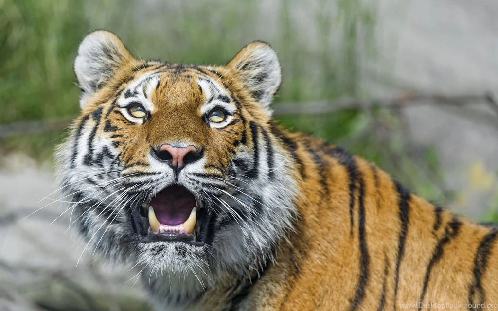 Tiger Face Fangs Wallpapers HD