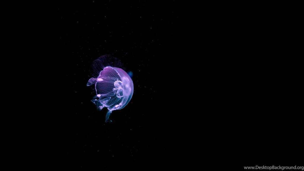 Jellyfish Backgrounds