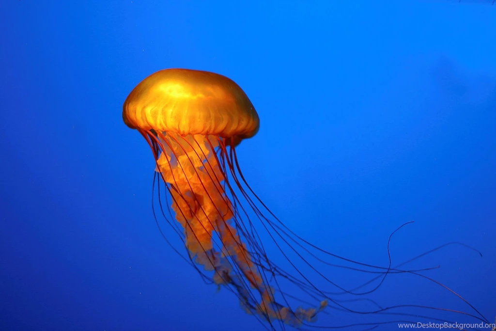 Animal, Jellyfish, Photography, Blue Backgrounds HD Wallpapers