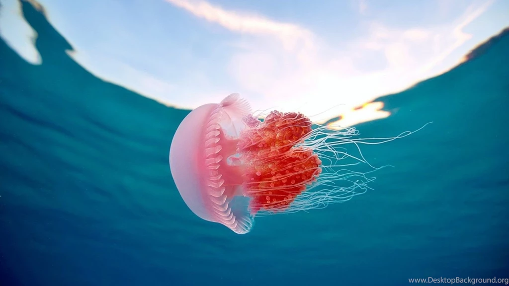 Jellyfish Wallpapers
