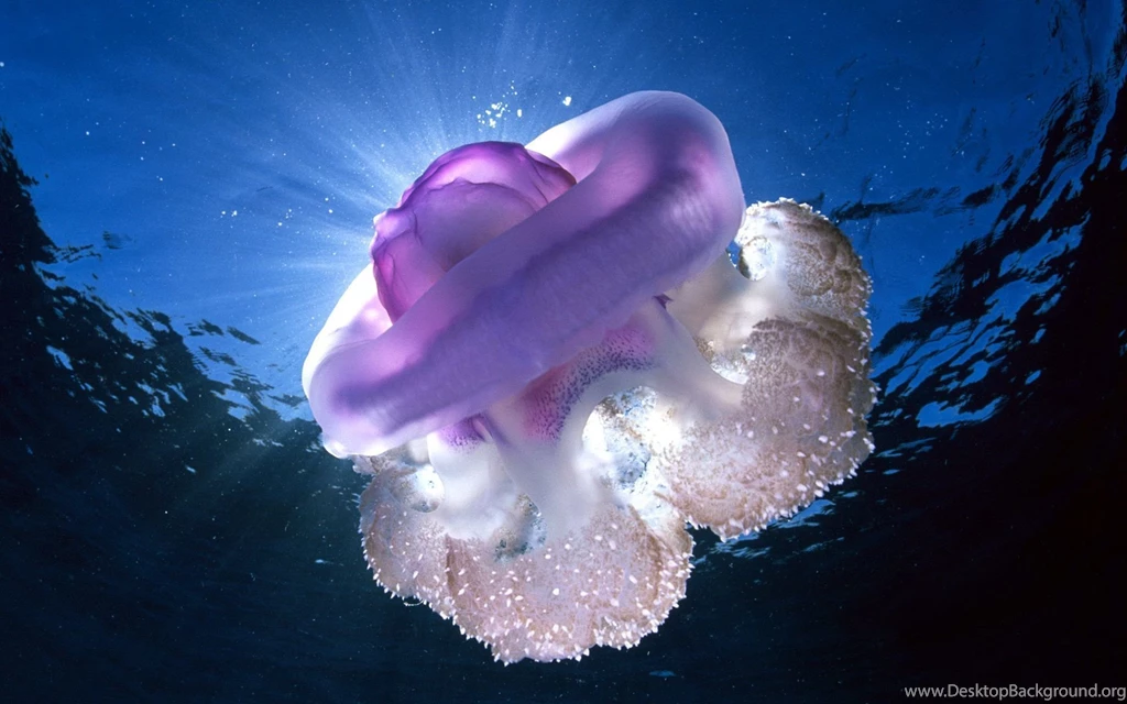 129 Jellyfish HD Wallpapers