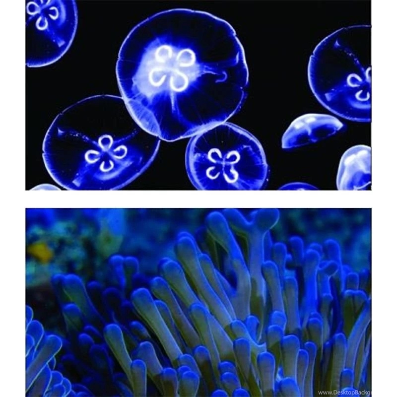GloFish GloFish Aquarium Backgrounds Jellyfish & Anemone Aquarium ...