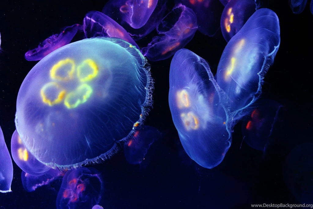 Jellyfish Underwater Ocean Sea Bokeh Jelly (6) Wallpapers ...