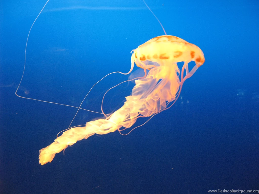 Jellyfish Tenticles