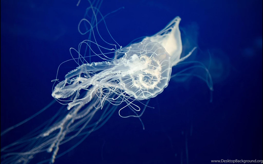 Jellyfish Full HD Wallpapers Search