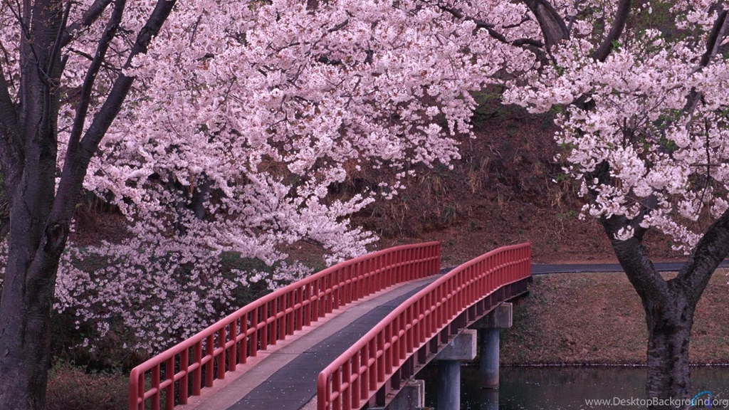 Download Wallpapers Blossoming Cherry Garden In Japan (1920 X 1080 ...