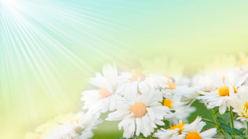 Flower Image Wallpapers Hd Backgrounds 9