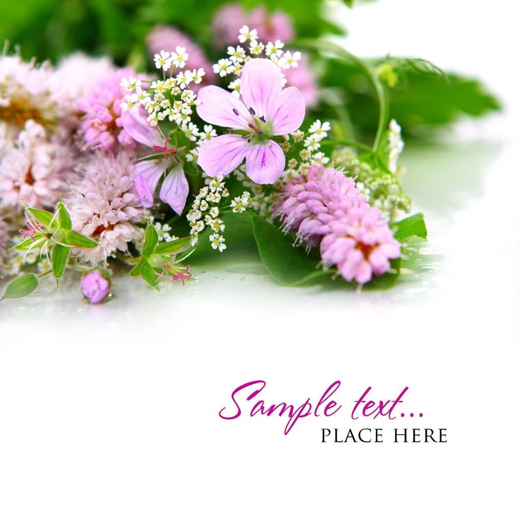 HD Flowers Backgrounds Picture 27007 Flower Wallpapers Flowers