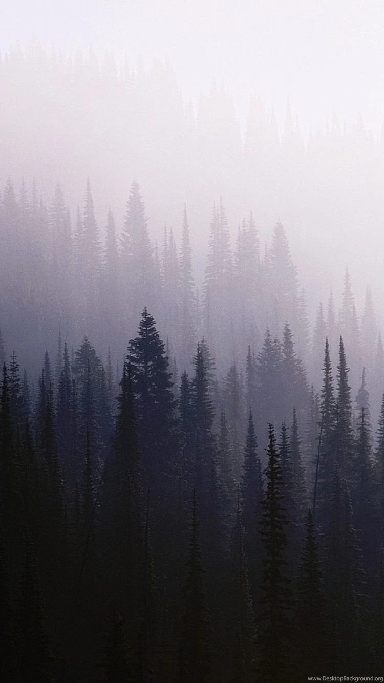 Download Wallpapers 750x1334 Wood, Background, Coniferous, Darkness ...