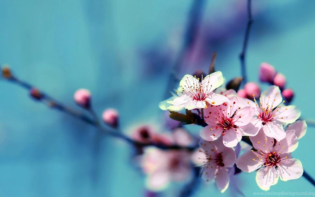 Desktop hd flowers for backgrounds.jpg