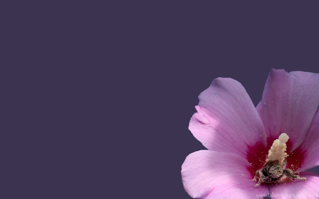Flowers Wallpapers HD Wallpapers 2084