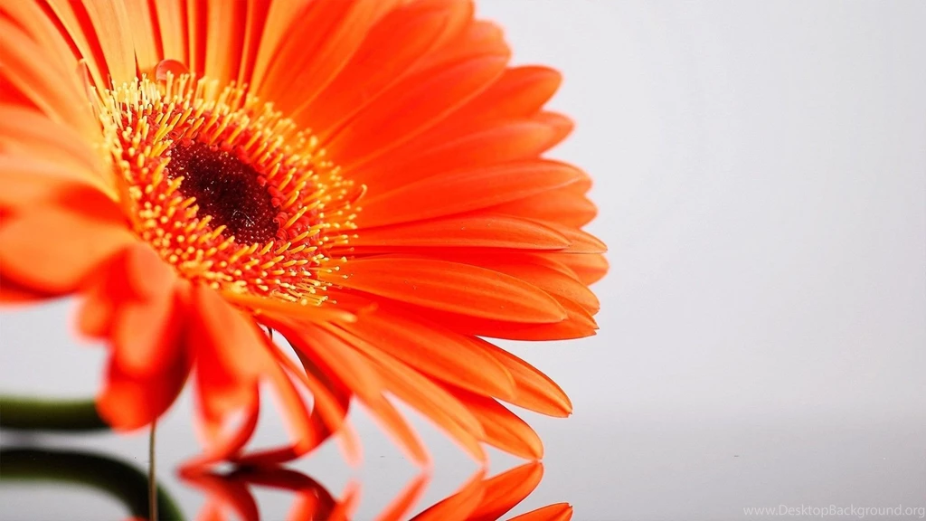 Flower Wallpapers
