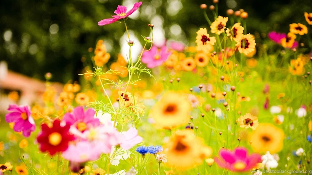 Flower Vivid Name Image