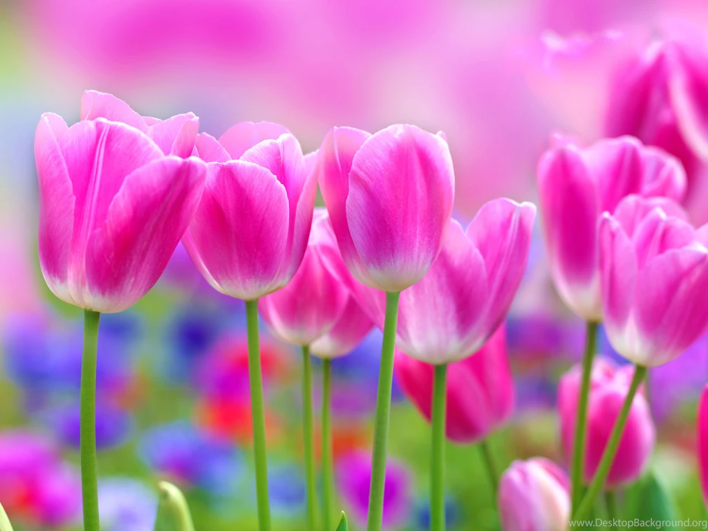 Flowers, Photo, Focus, Blur, Flower Wallpapers Hd, Yellow Backgrounds