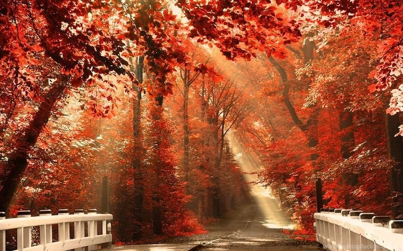 Wallpaper Forest Nature Autumn.jpg