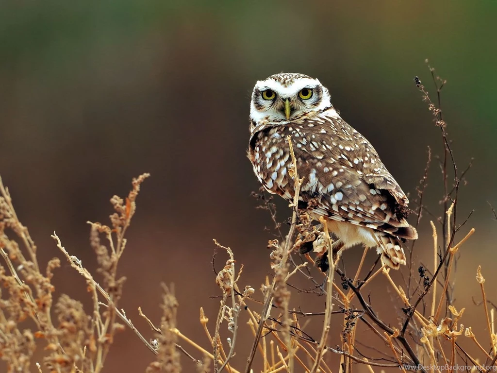 Owl Owls Wallpapers (31450193) Fanpop