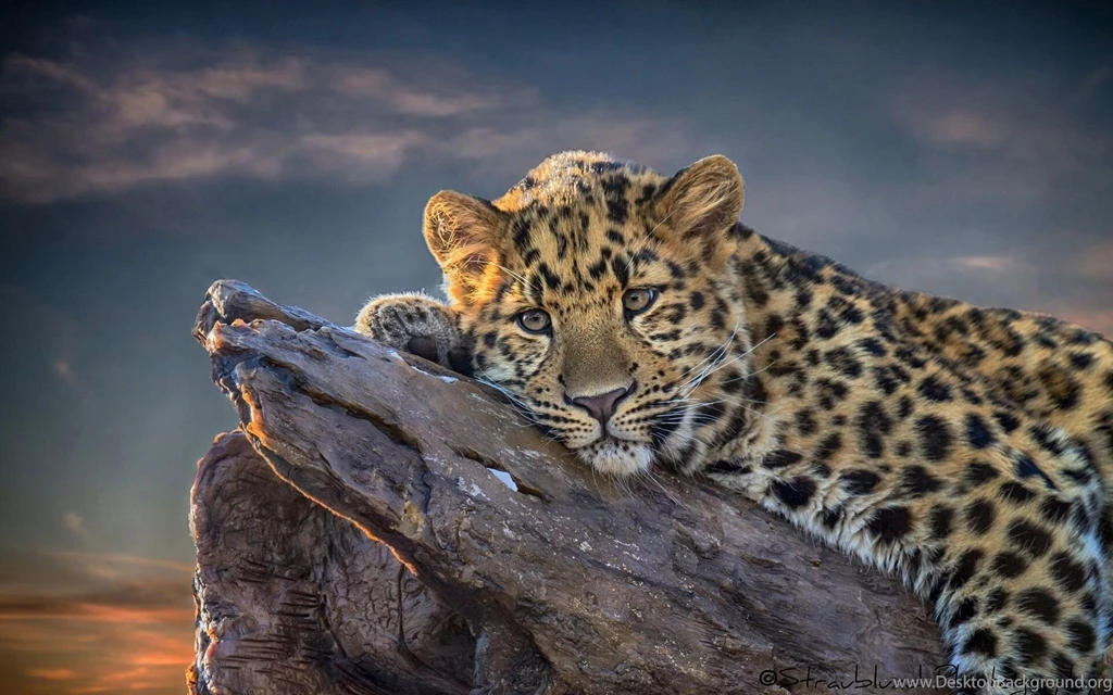 610 Leopard HD Wallpapers