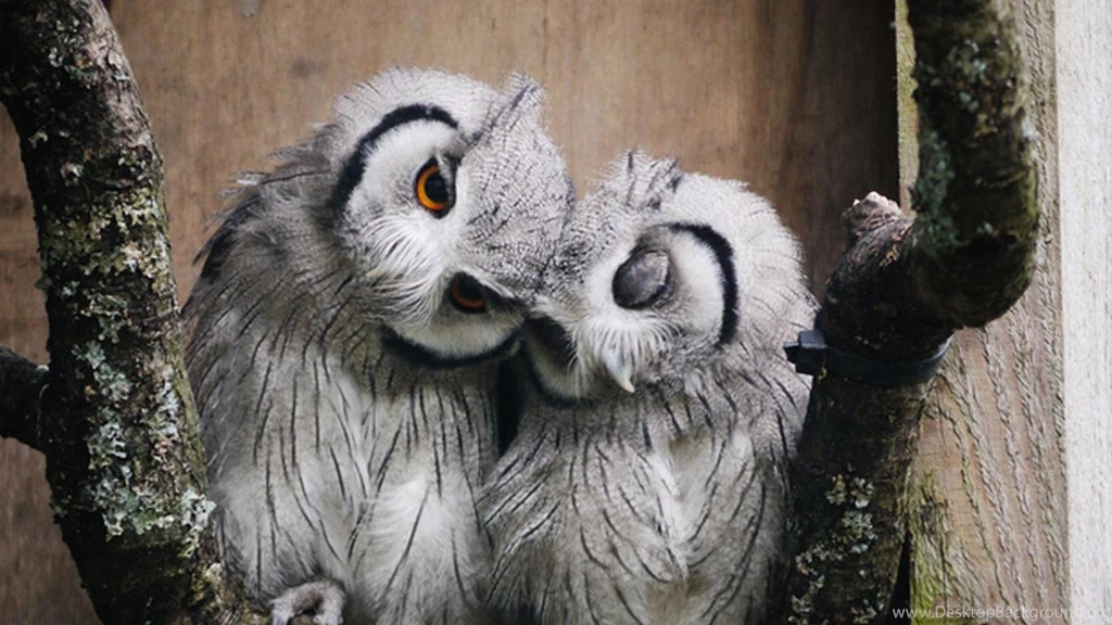 Cuddling Owls (